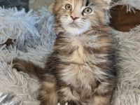 zuckersüße typvolle Maine Coon Kitten