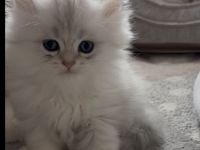 Zwei wunderschöne, reinrassige BHL Kitten suchen ein liebevolles Zuhause