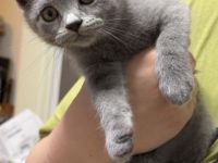 3 süße weibliche Kitten suchen ein neues Zuhause