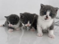 Liebevolle Katzenbabys suchen ein Zuhause 🐾