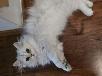 Perserkätzchen Perserkitten