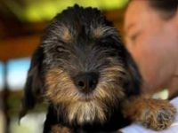 Gina, ein kleines Hundekind, das die Welt entdecken möchte, 5M, 30cm