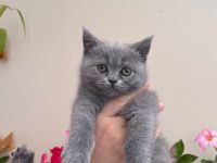 Zwei liebe BKH Blue Mädchen kitten suchen ein Zuhause