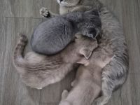 Britische Kurzhaar Kitten