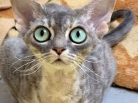 Devon Rex Kitten reinrassig,  mit  langen Tasthaaren und dichten Fell .