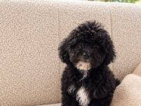 Maltipoo-Welpen: 4 Rüden suchen liebevolles Zuhause