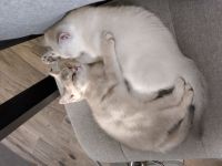 BKH Kitten