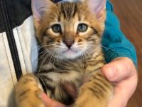 Exklusive Toyger Kätzchen Kitten abzugeben mit Stammbaum