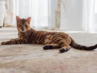 Toyger Kater Hermes sucht einen Platz zum alt werden