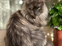 Maine Coon Katze,Unkastriert,5 Jahre