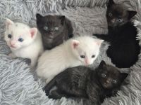 4 wunderschöne Kätzchen Türkisch Angora x Bengal x BKH suchen neues Zuhause