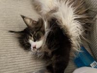 Maine Coon Geschwister paar zu verkaufen