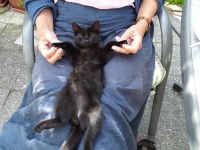 Kleiner Kater sucht...