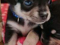 Chihuahua Welpen