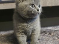 Zucker süße reinrassige kitten  zum Reservieren