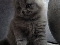 Zucker süße reinrassige kitten  zum Reservieren