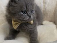 Zucker süße reinrassige kitten  zum Reservieren