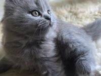 Zucker süße reinrassige kitten  zum Reservieren