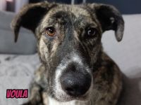 Voula, 10/25 - sanfte Seele sucht ihre Menschen