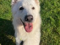 Butler, Schweizer weißer Schäferhund, geb. 2022, sensibel und sehr menschenbezogen