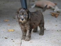 Aussiedoodle - Es ist soweit...unsere bezaubernden Mäuse (Mini/Mediumgröße) sind langsam flügge. :=)