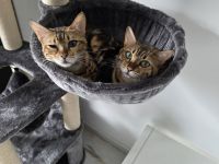 Bengal