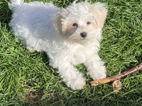 Malteser