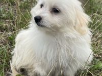 Maltipom Pomeranian Malteser Mix Welpen