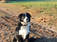 Dauerpflegestelle für Australian Shepherd gesucht