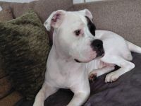 Süße aufgeweckte Hündin sucht ein neues Zuhause