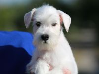 Weiß Zwergschnauzer - Rüden