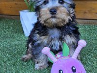 Australian Silky Terrier KfT/VDH/FCI