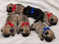 Mops