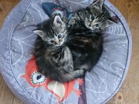 Maine coon BKH Edelmix