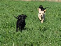 Golden Retriever * Labrador Retriever Welpen zu verkaufen