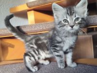 Goldige Cashmere Bengal x Mainecoon Kitten