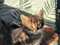 Goldige Cashmere Bengal x Mainecoon Kitten