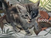 Goldige Cashmere Bengal x Mainecoon Kitten