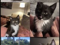 Maine Coon Mix