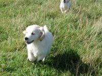 Golden Retriever Welpen sehr kinderlieb u. verspielt zu verkaufen