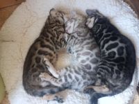 Bengal Kitten reinrassig mit Stammbaum