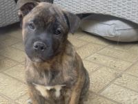 Mischlingswelpe (Shiba Inu × Old English Bulldog) sucht neues Zuhause
