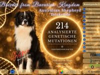 Australian Shepherd Deckrüde Gismo