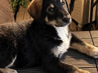 🐾 Wunderschöner Berner Sennenhund sucht liebevolles Zuhause 🐾