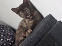 BKH Kitten suchen liebevolles Zuhause