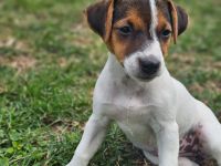 Süßer Jack Russel Welpe