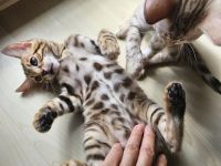 Zwei wunderschöne Bengal-Kätzchen suchen ein liebevolles Zuhause 🐾