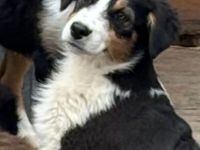 Australian Shepherd Welpen