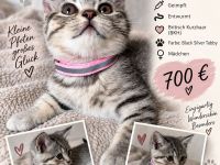 BKH Kitten weiblich