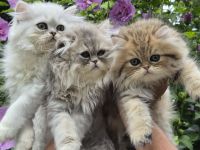 Perserbabys,geimpft,gechipt,Pkd negativ,m.stammbaum